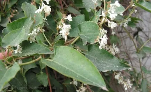 Russian Vine Fallopia Baldschuanica - commonly mistaken with Japanese Knotweed