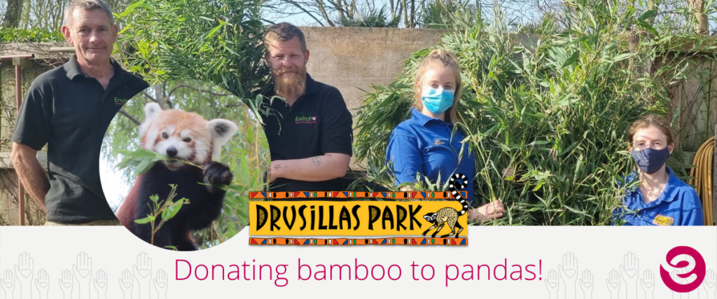 environet_donate_bamboo_to_red_pandas_at_drusillas_park_alfriston