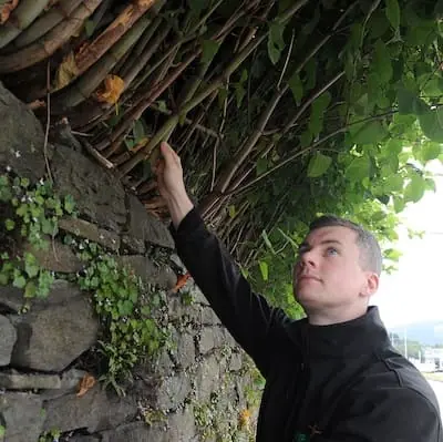 Property Surveyor checking for Japanese Knotweed