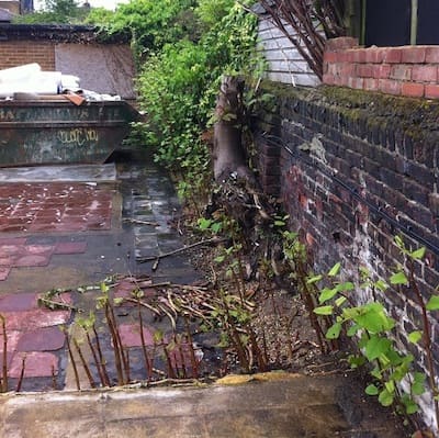 a house with Japanese knotweed