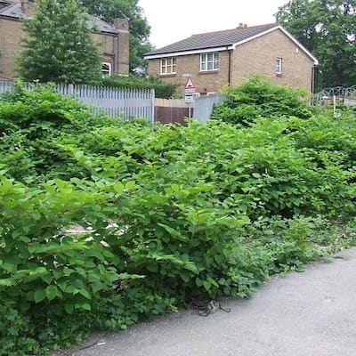 knotweed on housing estate