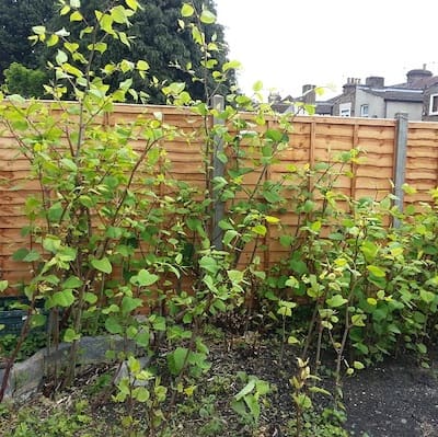 Japanese Knotweed in a garden flowerbed