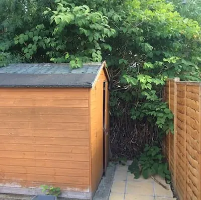 japanese knotweed behind a shed