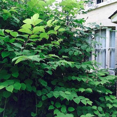 Huge clump of Knotweed - council unlikley to help remove it