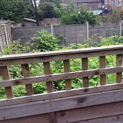 Japanese knotweed on neighbours land