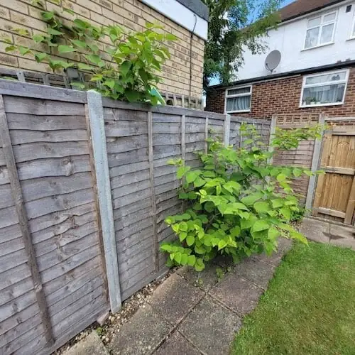 knotweed on neighbouring property