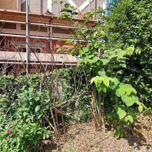 Japanese Knotweed in a garden flowerbed