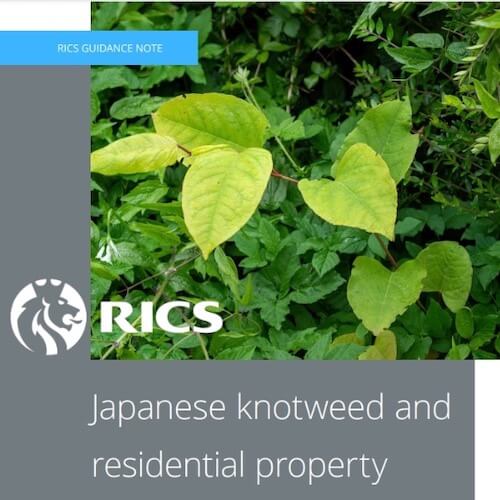 Property Surveyor checking for Japanese Knotweed