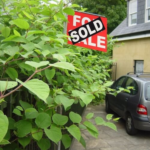 homebuyers survey being conducted - looking for Japanese Knotweed