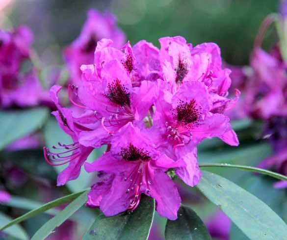 Rhododendron bush with pink flowers