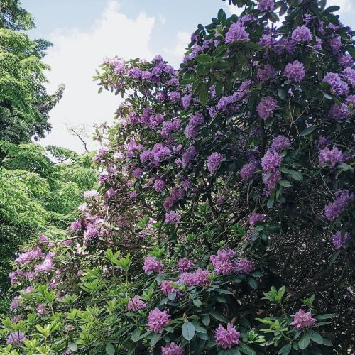Rhododendron bush with lilac flowers