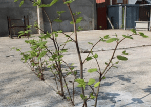 Japanese Knotweed growing through concrete