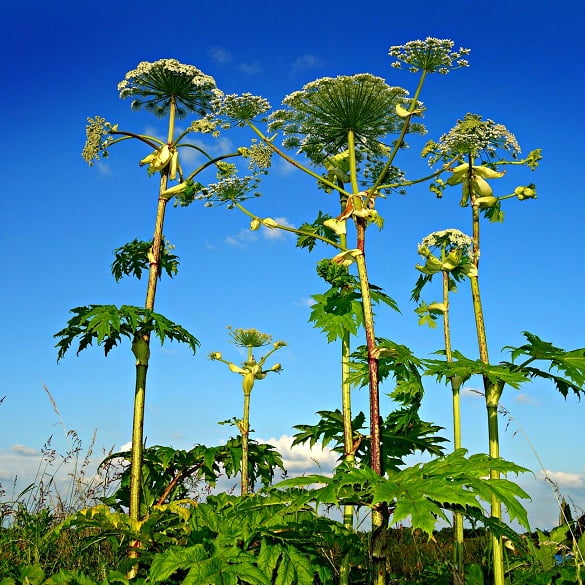 Tall giant hogweed stems