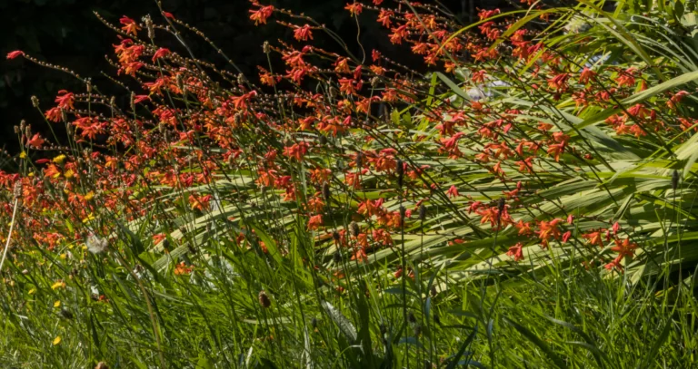 montbretia growing in the wild