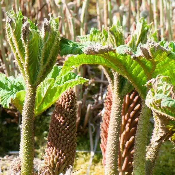 A close up of Gunnera stems