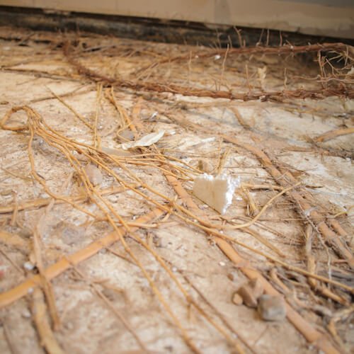 Bamboo roots on a residential site
