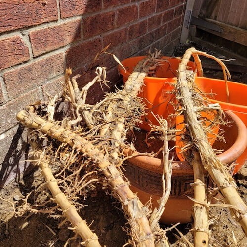 excavated bamboo roots