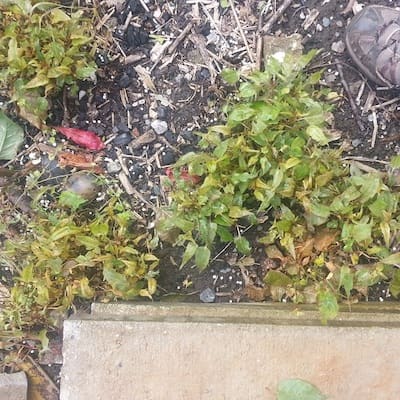 Bonsai regrowth after a glyphosate-based herbicide treatment