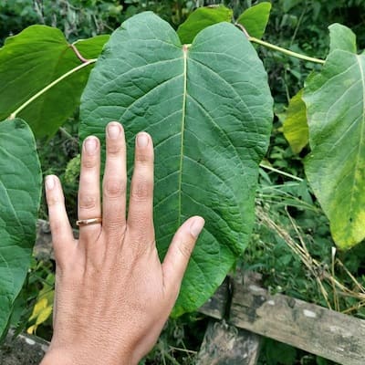 Close up on Giant hogweed, with leaves bigger than a human hand
