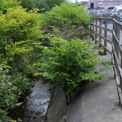 Japanese knotweed standing over 2.5m tall in the summer