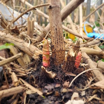 Thick asparagus shaped shoots appear from the base of woody crowns in spring