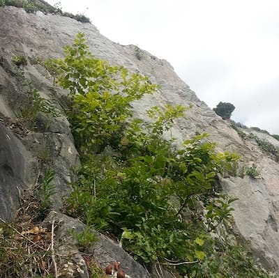 Japanese knotweed growing and surviving out of cracks in rocks with little to no soil to support its root system