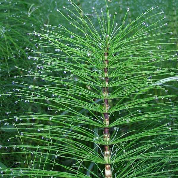 Close up on Horsetail spikes of foliage
