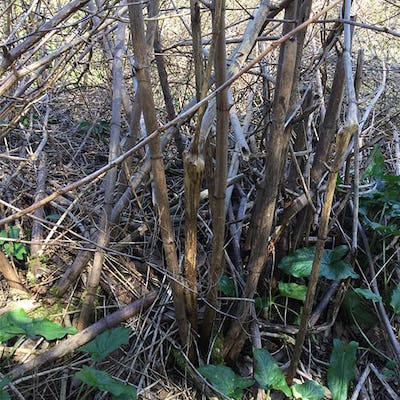 Japanese knotweed canes looking tall, brown and brittle in early winter