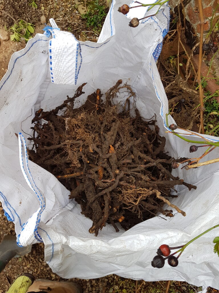 Bag containing Japanese knotweed rhizome