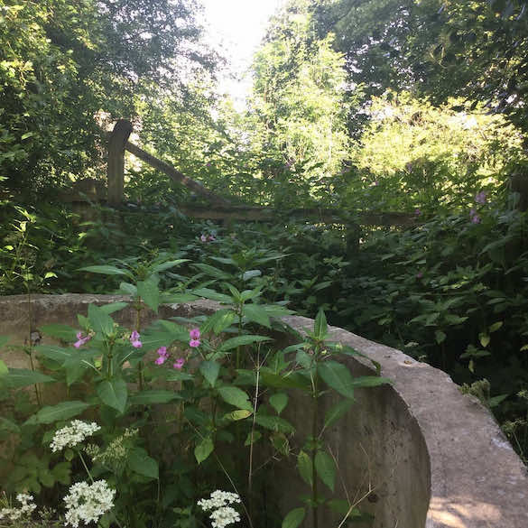 Himalayan Balsam growing on a site