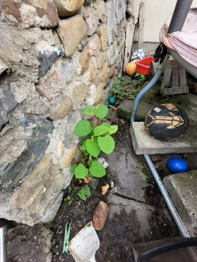 Japanese knotweed growing against external wall