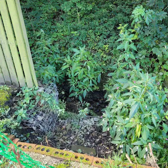 Himalayan Balsam growing out of control on a site