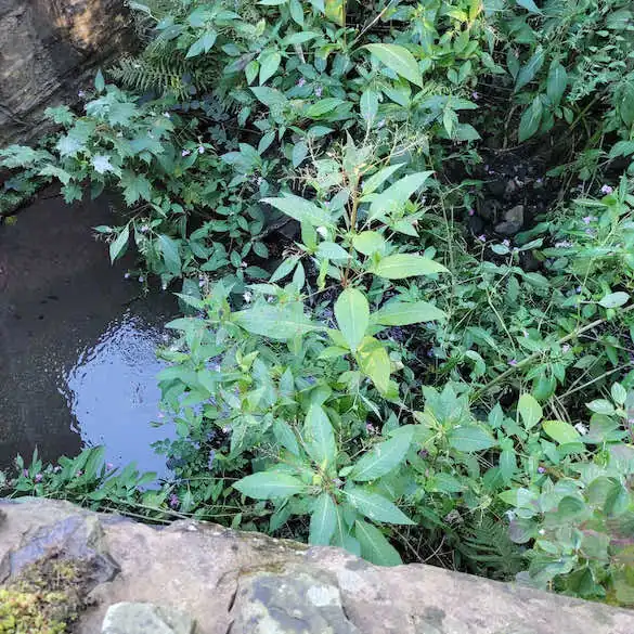 Himalayan Balsam growing by a river