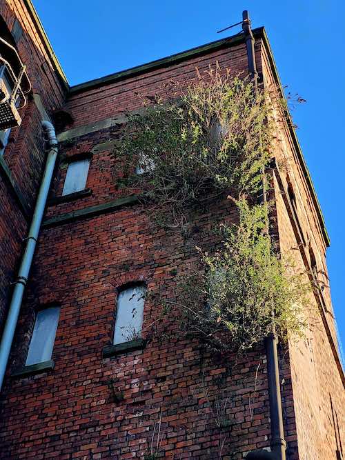 Buddleia growing through a derelict building