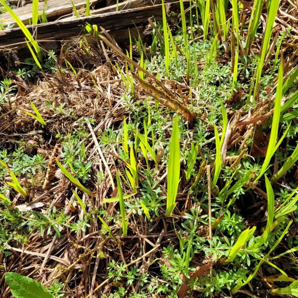 montbretia leaves emerging