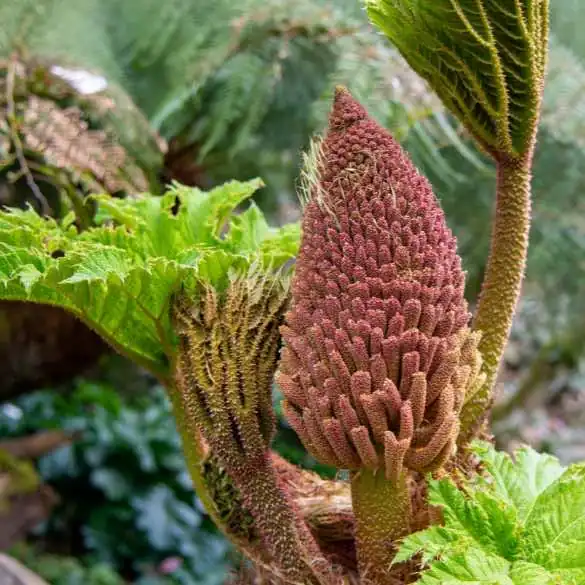 A close up of Gunnera Tinctoria or Giant Rhubarb