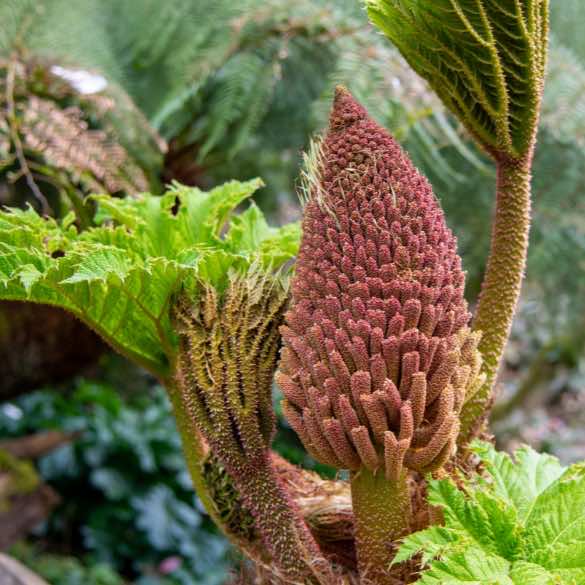 Close up on Giant rhubarb red cone of small flowers turn to small reddish berries, then black seeds