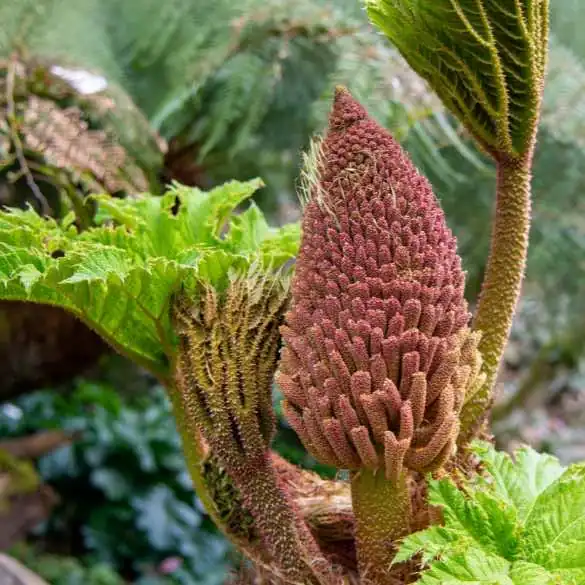 Close up on Giant rhubarb red cone of small flowers turn to small reddish berries, then black seeds