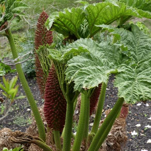 A close up of Gunnera Tinctoria or Giant rhubarb