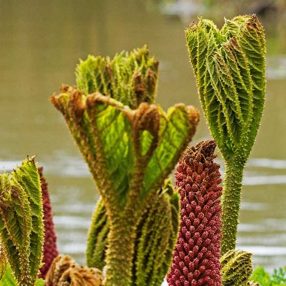 A close up of Gunnera Tinctoria or Giant rhubarb stems
