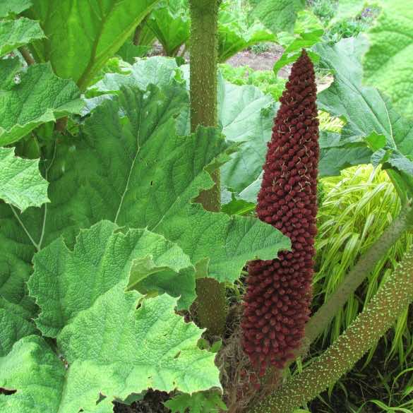 A close up of Gunnera Tinctoria or Giant rhubarb flowers
