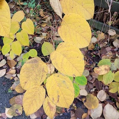 Japanese knotweed leaves changing colour fro0m green to yellow in Autumn