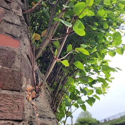 Japanese knotweed growing out of a wall
