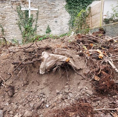 Japanese knotweed rhizome in the ground