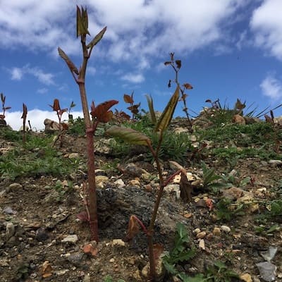 Japanese knotweed stems growing rapidly in the wild