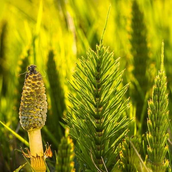 Close up on Horsetail and one of its spore carrying cone