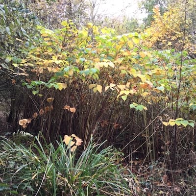 Japanese knotweed canes beginning to turn brown and brittle in Autumn