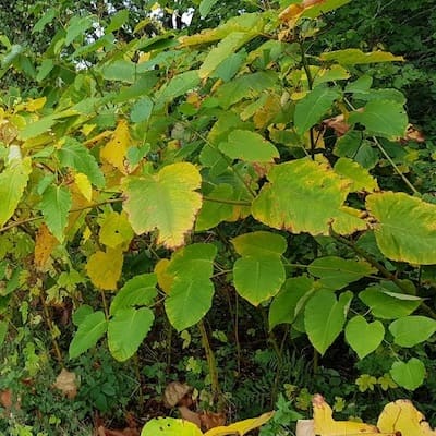 Close up on a Bohemica, which is a hybrid of giant and Japanese knotweed
