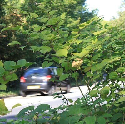 Japanese knotweed growing alongside roads in South Wales