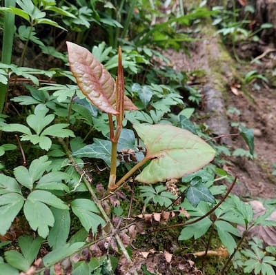 Growth of Japanese knotweed on a river bank